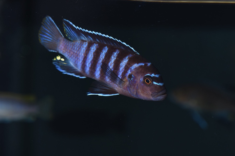 Maylandia sp. 'black dorsal mbenji' Mbenji Island